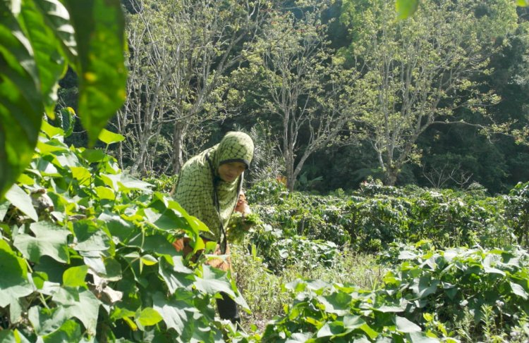 Tradisi Tunggu Tubang dari Suku Semende, seorang warga mewajibkan memelihara kebun milik keluarga/Foto:Noviansyah