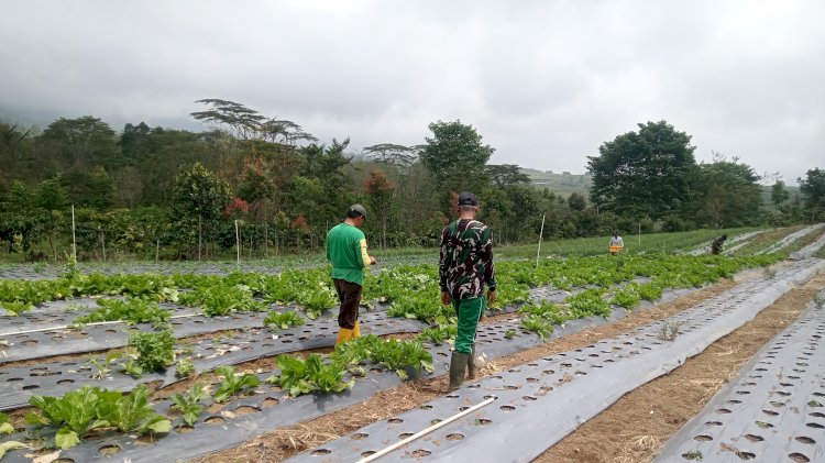 Aktivitas petani di ataran Matang Basung, Desa Gunung Agung, Kecamatan Semende Darat Tengah, Muara Enim. (Novianysah/RmolSumsel.id)