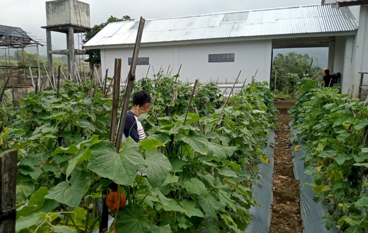 Balai Benih  Aur Duri Desa Tenam Bungkuk/Foto:Noviansyah