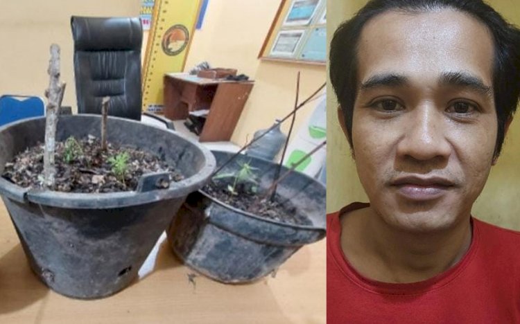  Nano Romansah (33) pemuda OKU yang tanam ganja.(ist/RMOLSumsel.id)