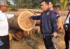 Polisi Bongkar Pembalakan Liar di Hutan Produksi Muba, Sita Ratusan Batang Kayu Log 