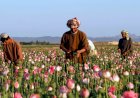 PBB: Afghanistan Jadi Produsen Metamfetamin dengan Pertumbuhan Tercepat di Dunia
