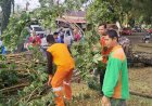 BPBD dan DLH Muba Gerak Cepat Atasi Pohon Tumbang di Sekayu