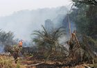 Tujuh Kejadian Karhutla di Musi Rawas, Api Hanguskan 15 Hektar Lahan