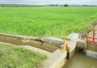 Irigasi, Embung Hingga Asuransi Pertanian Diharapkan Bantu Petani Hadapi El Nino