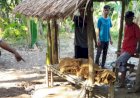 Mayat Sugiono Ditemukan Telungkup, Posisi Memegang Parang di Sungai Kelingi 