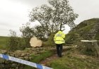 Tebang Pohon Berusia 300 Tahun, Pria 60 Tahun Ditangkap Polisi Northumbria