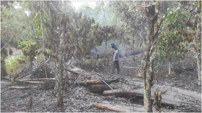 Kebakaran lahan perkebunan terjadi di Desa Muara Pinang. (Salim/RMOLSumsel.id)