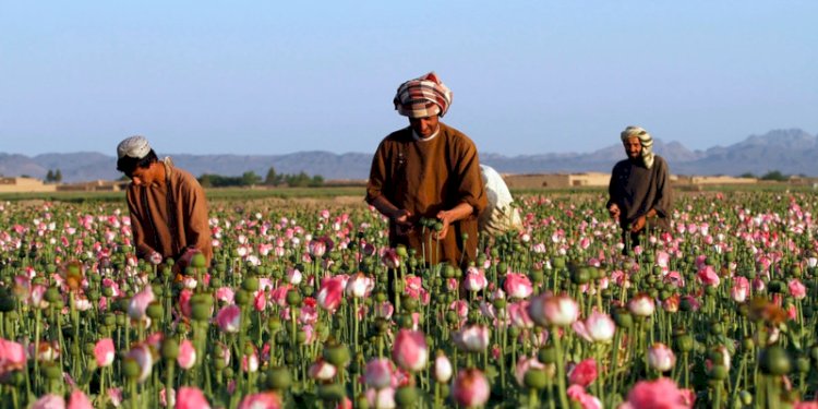 Tanaman opium di Afghanistan/Net