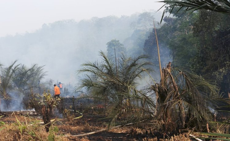 Petugas BPBD Musi Rawas tengah berjibaku memadamkan lahan yang terbakar/ist