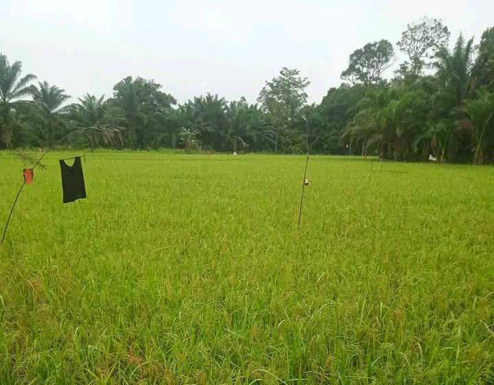  Tanaman padi di Desa tanjung Kupang baru diserang hama burung pipit. (Salim/RMOLSumsel.id)