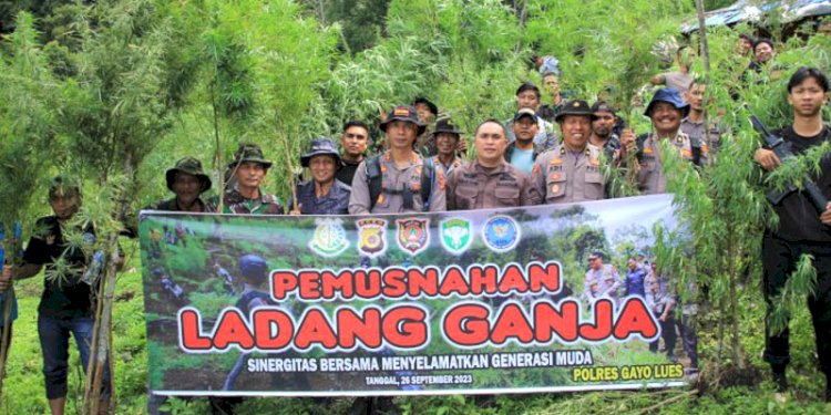 Tim Gabungan melakukan pemusnahan ladang ganja seluas lima hektare di Gayo Lues/Dok Polda Aceh