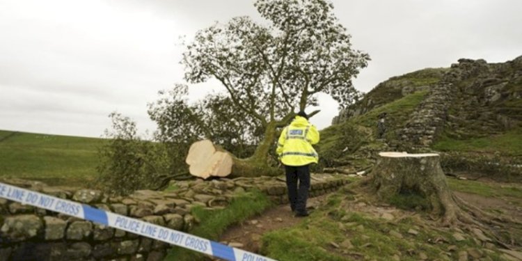 Pohon Ikonik Inggris, berusia 300 tahun di di Sycamore Gap, di sebelah Tembok Hadrian, di Northumberland, Inggris, yang dirusak oleh pelaku/Net