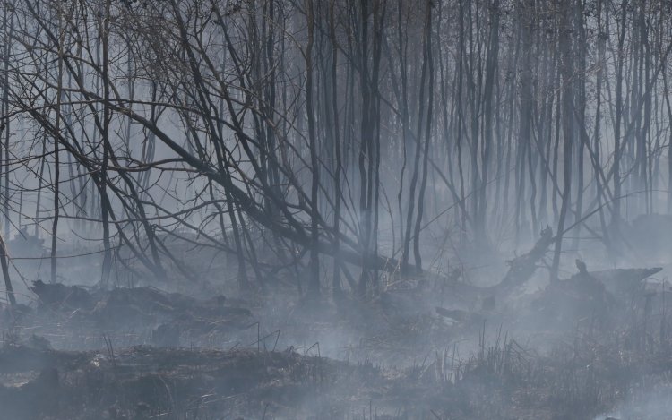 Kebakaran Lahan Gambut di wilayah Kabupaten Ogan Komering Ilir/Foto:RMOL