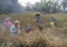 Masyarakat Tiga Desa di Kabupaten Muratara Terus Pertahankan Tradisi Menuai Padi