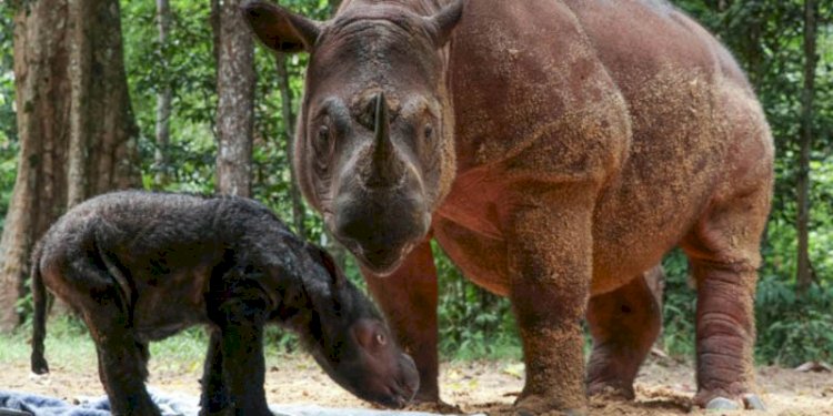 Anak Badak Sumatera baru di Taman Nasional Way Kambas/Foto: KLHK