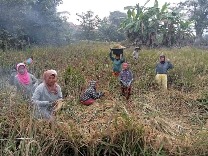 Masyarakat di Tiga Desa Kabupaten Muaratara masih menggunakan metode tuai dalam panen padi/ist