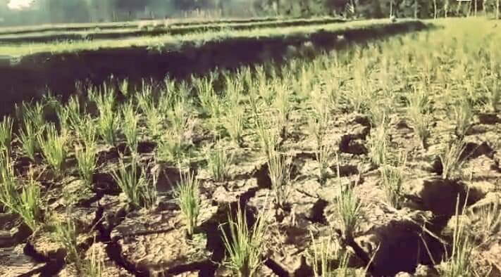 Tanaman padi di lahan petani yang mengering akibat kemarau panjang/ist
