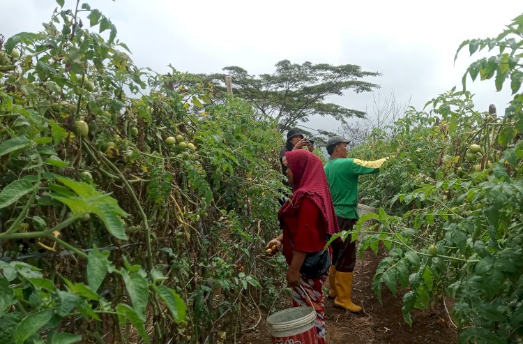 Petani di ataran Matang Basung desa Gunung Agung Kecamatan Semende Darat Tengah (SDT) sedang memanen buah Tomat/Foto:Noviansyah