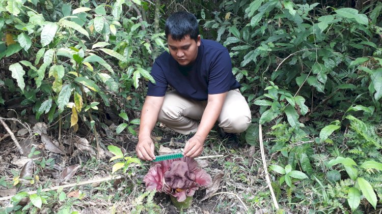 Bunga bangkai yang mekar di pinggir jurang bukit Sulap kota Lubuklinggau, Sumaera Selatan. (ist/RMOLSumsel.id)