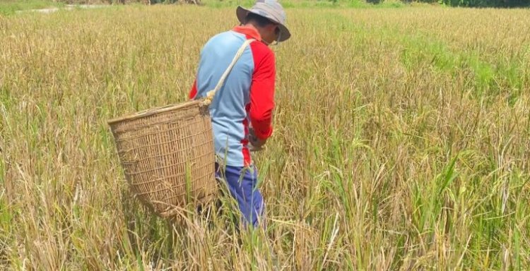 Sunardi saat memanen padi di sawahnya di kawasan Sungai Lidi/ist