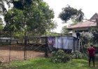 Viral Rusa di Rumah Dinas Bupati Musi Rawas Diduga Mati Dimangsa Harimau, Ini Faktanya