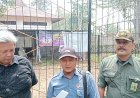 Rusa Mati di Rumdin Bupati Musi Rawas, BKSDA Sebut Bukan Diserang Harimau