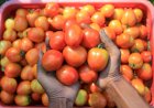 Harga Tomat Mendadak Anjlok, Agen dan Tengkulak di Pagar Alam Merugi