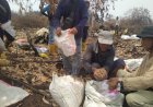 Pulihkan Lahan Terbakar, Warga Desa Lebung Itam Tanam 500 Kilogram Benih Padi