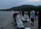 Polda Sumsel Lepas 50.616 Ekor Benih Lobster di Perairan Lampung