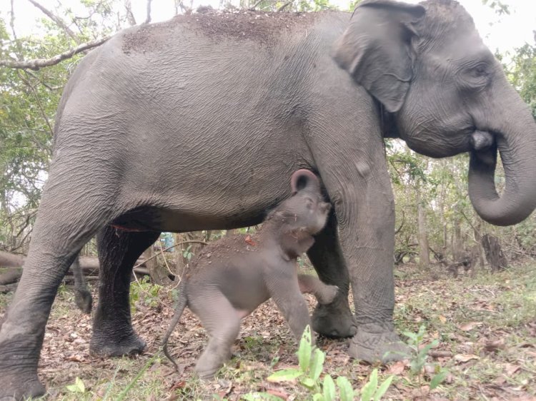 Bayi gajah di Taman Nasional Way Kambas Lampung/dok KLHK