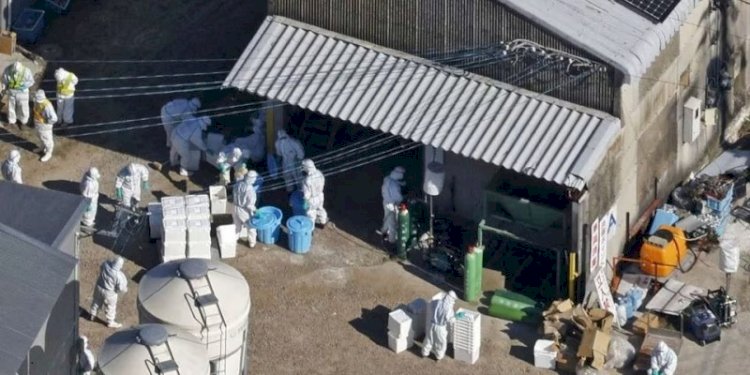 Gambar udara yang menunjukkan petugas mengenakan pakaian pelindung untuk memusnahkan ayam di peternakan unggas di Kashima, Prefektur Saga, Jepang pada 25 November 2023/Net