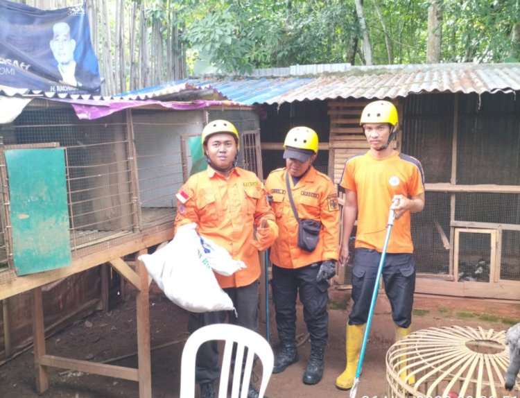 Perugas tengah mengamankan seekor ular dari lingkungan rumah warga. (ist/RMOLSumsel.id)
