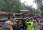 Dihantam Hujan Deras dan Angin Kencang, Pohon Besar Tumbang di Jalinsum
