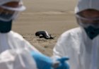 924 Anjing dan Singa Laut di Brasil Mati Usai Terpapar Virus Flu Burung