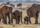 37 Gajah Liar Masuk ke Pemukiman, Kebun Warga Tulung Selapan OKI Rusak