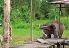 Gajah Liar Kembali Masuk Pemukiman di OKI, BKSDA Sumsel Minta Warga Tak Gunakan Kekerasan