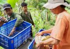 Durian Manis dan Murah dari Kebun Sobirin, Tanam 20 Varietas, Siap Manjakan Lidah Pelanggan