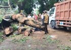 Pohon Tumbang di Simpang BLK Palembang, Arus Lalu Lintas Dialihkan