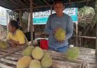Wisata ke Lubuklinggau, Jangan Lupa Cicipi Durian Terong, Si Kecil yang Manis Hanya Rp5 Ribu