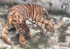 Empat Harimau Koleksi Medan Zoo Mati