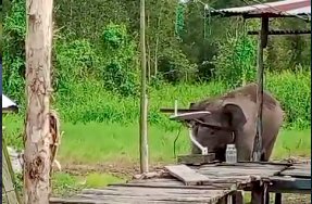 Gajah liar masuk ke pemukiman warga di  Desa Simpang Tiga Sakti Kecamatan Tulung Selapan, Kabupaten Ogan Komering Ilir (OKI), Sumsel. (Tangkapan Layar)