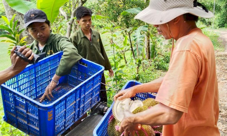 Sobirin, petani durian Tegal menunjukkan hasil panennya. (rmoljateng/rmolsumsel.id)