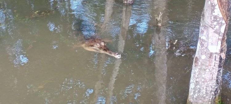Buaya bernama Kliwon muncul di kebun karet yang tergenang banjir akibat meluapnya air sungai (dok. Warga)