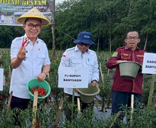 Pj Bupati Banyuasin, Hani Syopiar Rustam saat kegiatan panen cabai. (ist/rmolsumsel.id)
