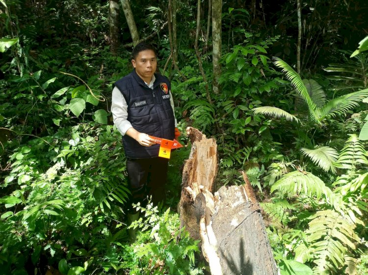 Petugas saat melakukan olah TKP di lokasi pohon yang menimpa korban hingga tewas. (dok. Polisi)