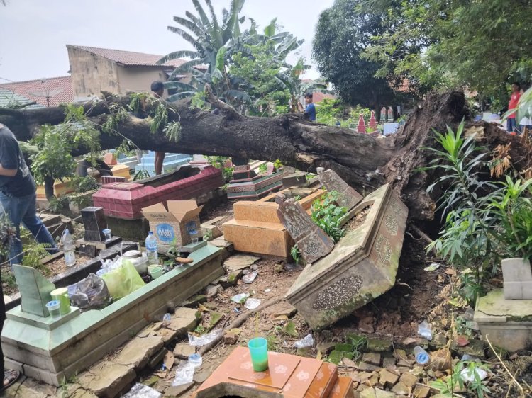 Kondisi pohon tua di komplek Pemakaman Kawah Tengkurep tumbang menimpa puluhan makam. (Fauzi/RMOLSumsel.id)