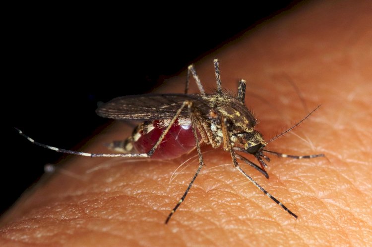 Nyamuk Aedes Aegypti. (Net)