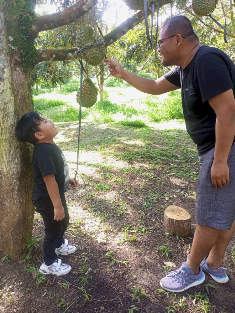 Salah seorang pengunjung mengajak anaknya menikmati buah durian di Agrowisata Kebon Kito Lubuklinggau. (ist/rmolsumsel.id)