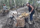 Berkah Banjir Durian, Tukang Ojek di Lubuklinggau Raup Omzet Rp300 Ribu per Hari